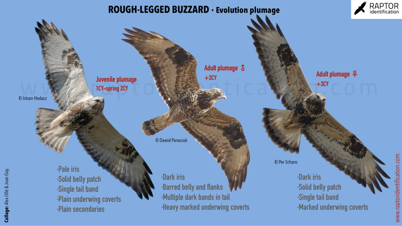 Buzzards – Raptor Identification – The complete raptors guide