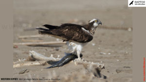 Western Osprey – Raptor Identification – The Complete Raptors Guide