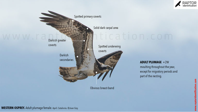 Western Osprey – Raptor Identification – The complete raptors guide