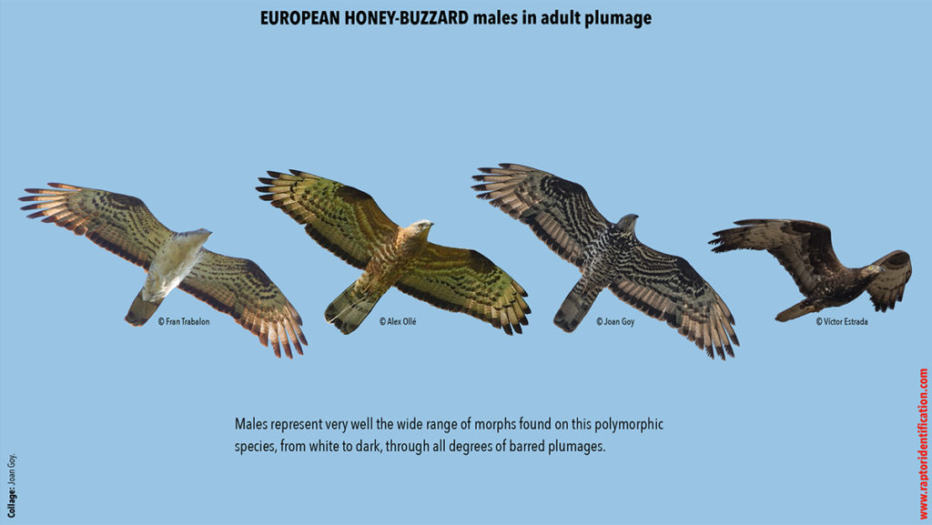 Buzzards – Raptor Identification – The complete raptors guide