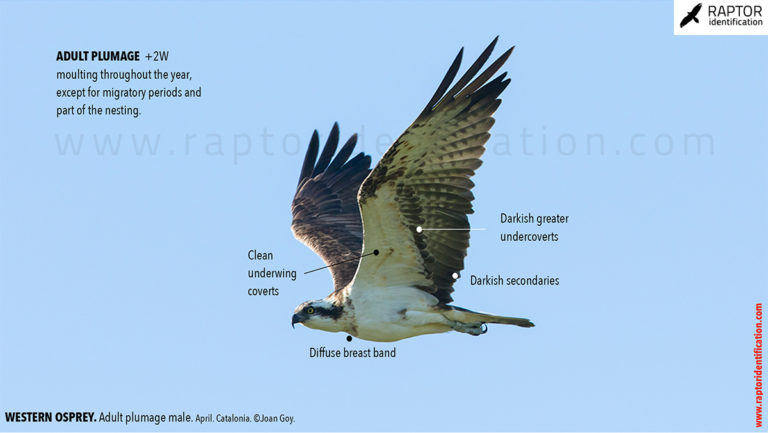 Western Osprey – Raptor Identification – The complete raptors guide