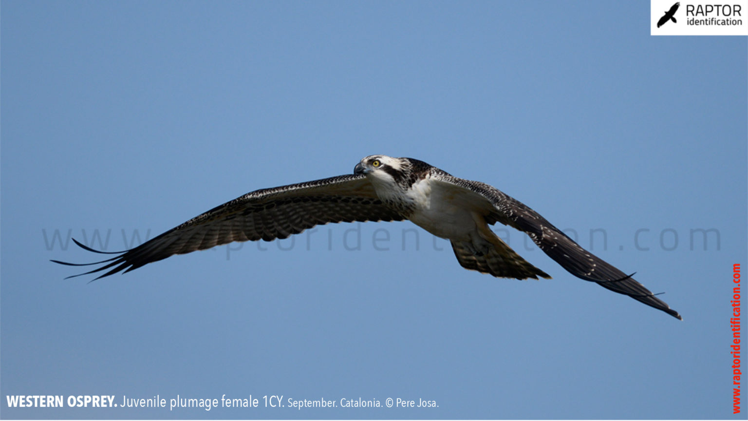 Western Osprey Juvenile Plumage – Raptor Identification – The Complete ...