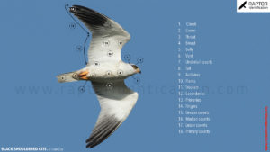 Introduction to Identication – Raptor Identification – The complete ...