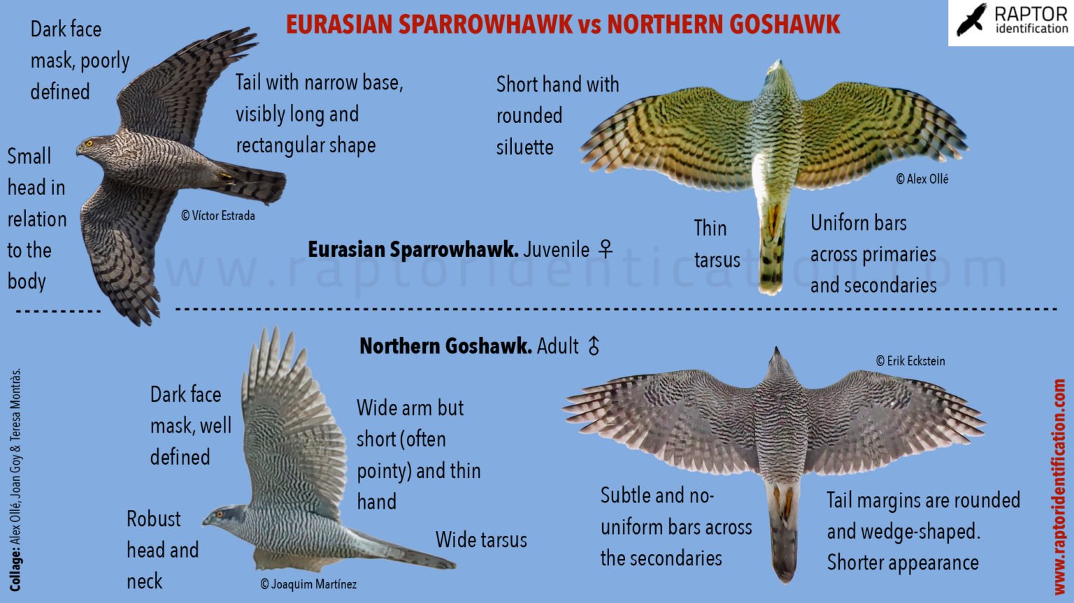 hawks-raptor-identification-the-complete-raptors-guide