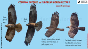 Common Buzzard vs European Honey-Buzzard in juvenile Plumage, dark ...