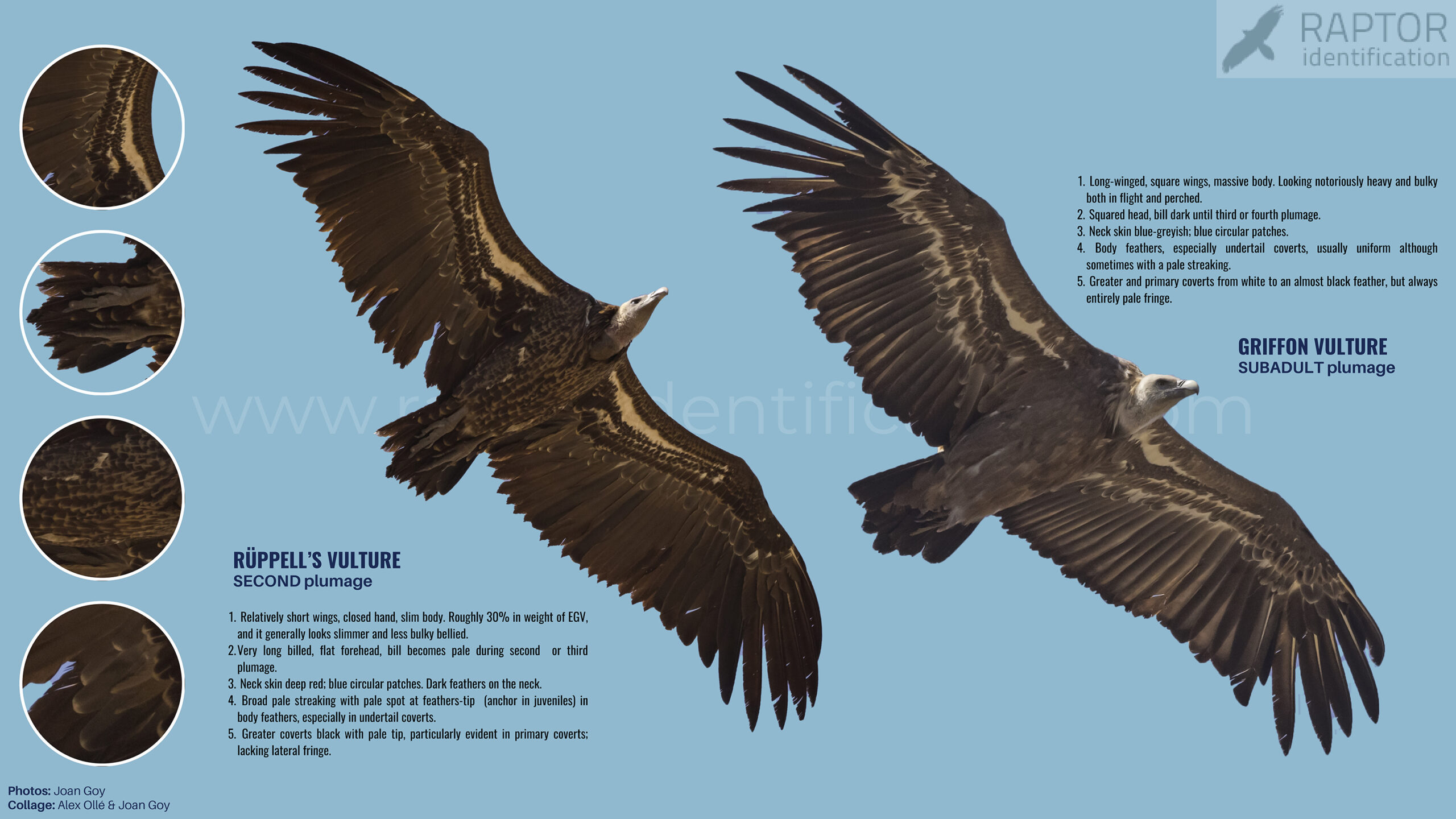 ruppell-vulture-identification