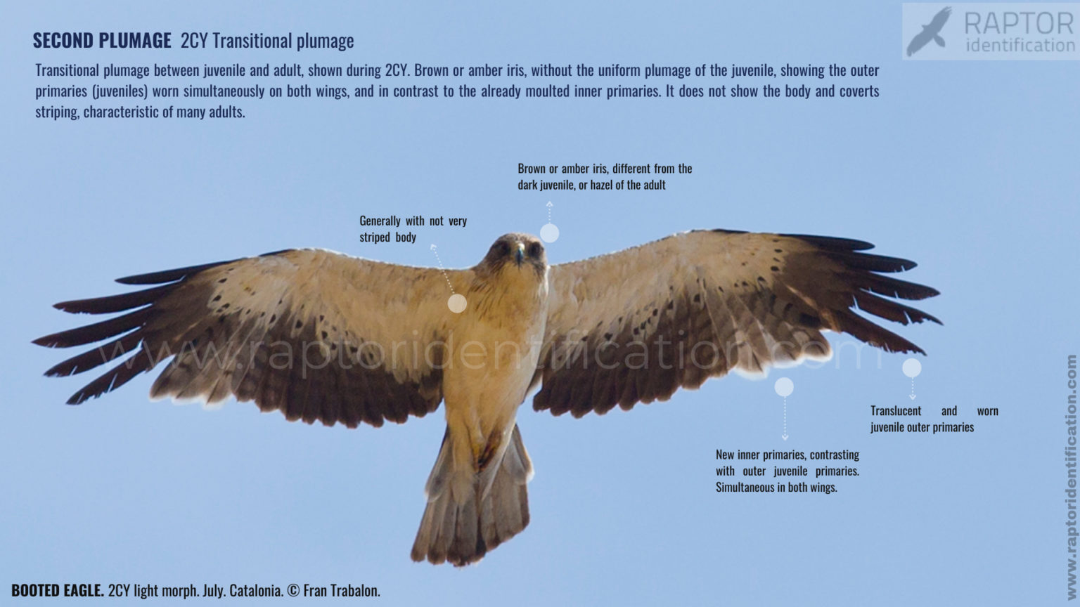 Booted Eagle, Transitional Plumage Light Morph – Raptor Identification ...