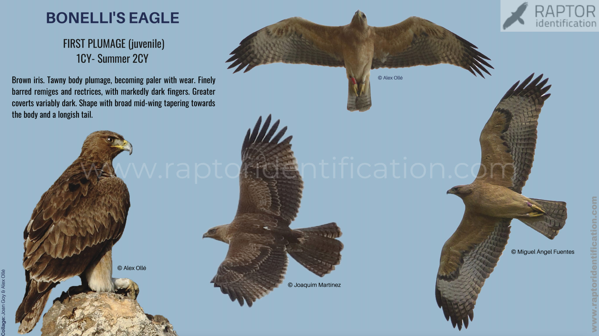 Bonelli’s Eagle: juvenile plumage – Raptor Identification – The ...