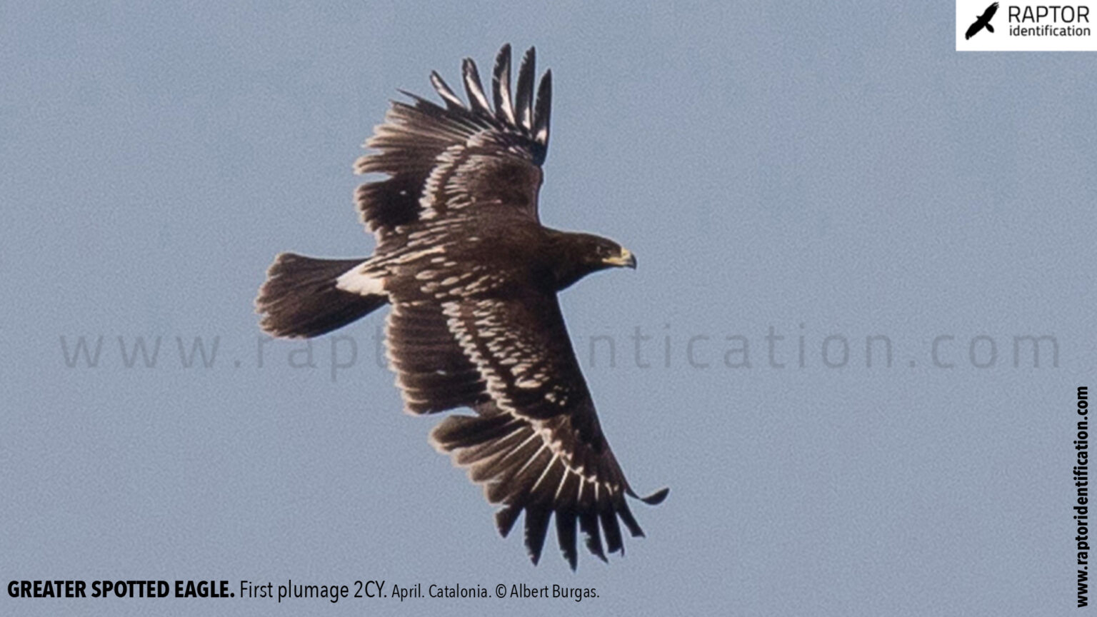 Greater Spotted Eagle Raptor Identification The Complete Raptors Guide 7723