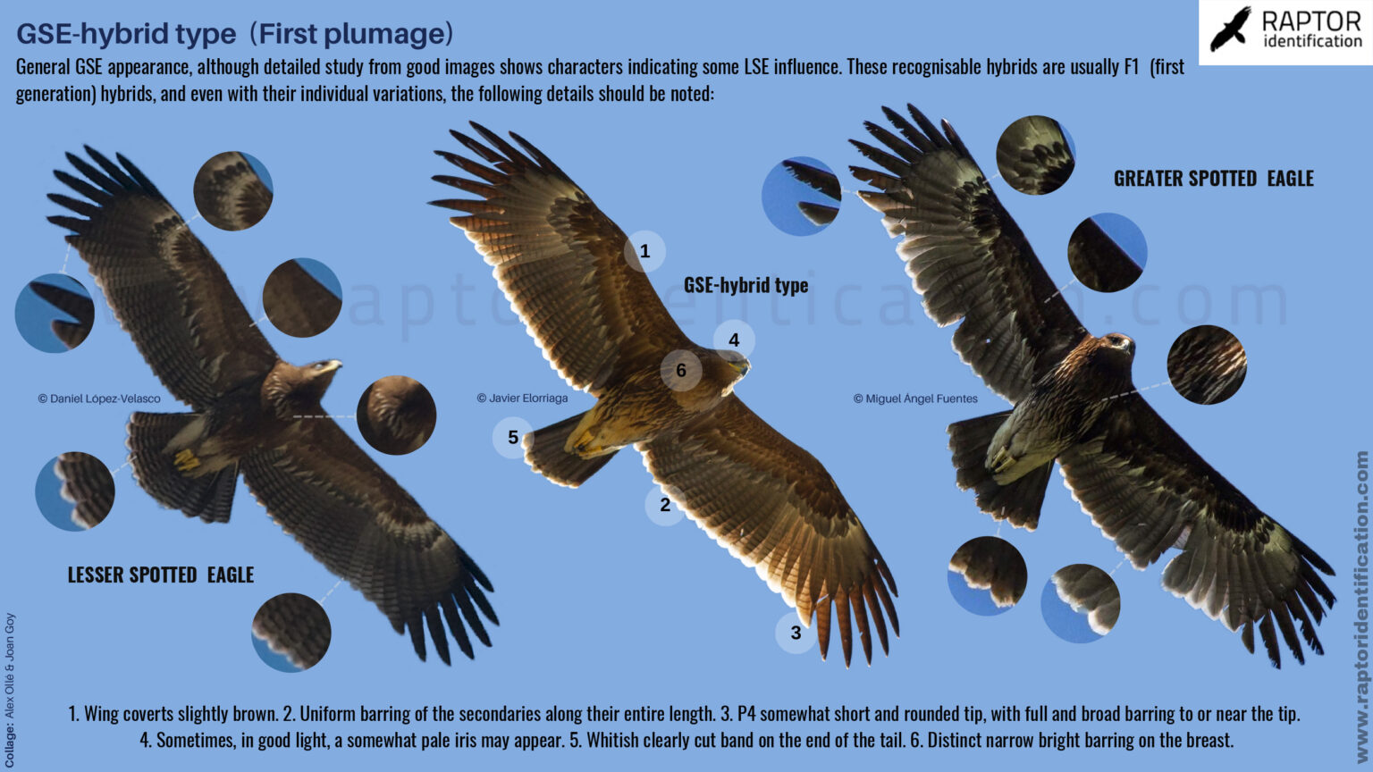 Greater Spotted Eagle Type Hybrids Juvenile Plumage Raptor Identification The Complete 7580