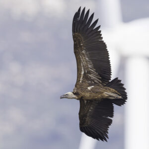 ruppell-vulture-identification