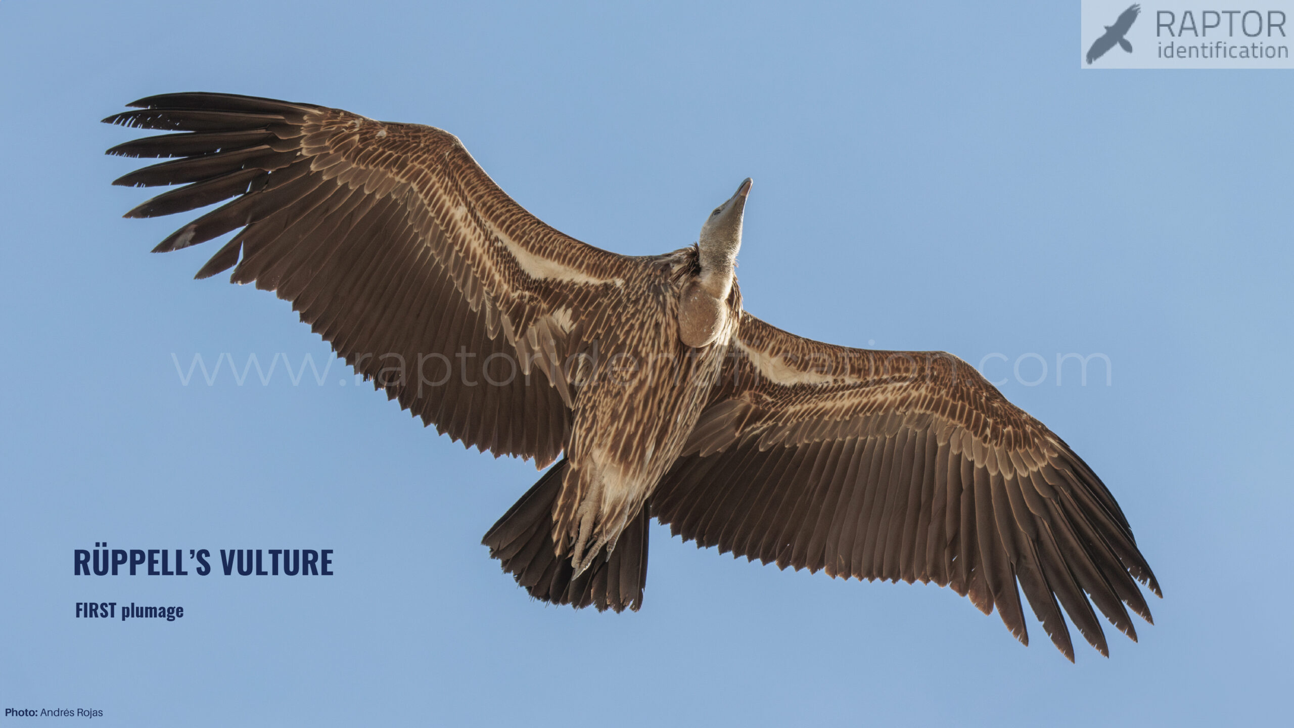 ruppell-vulture-identification