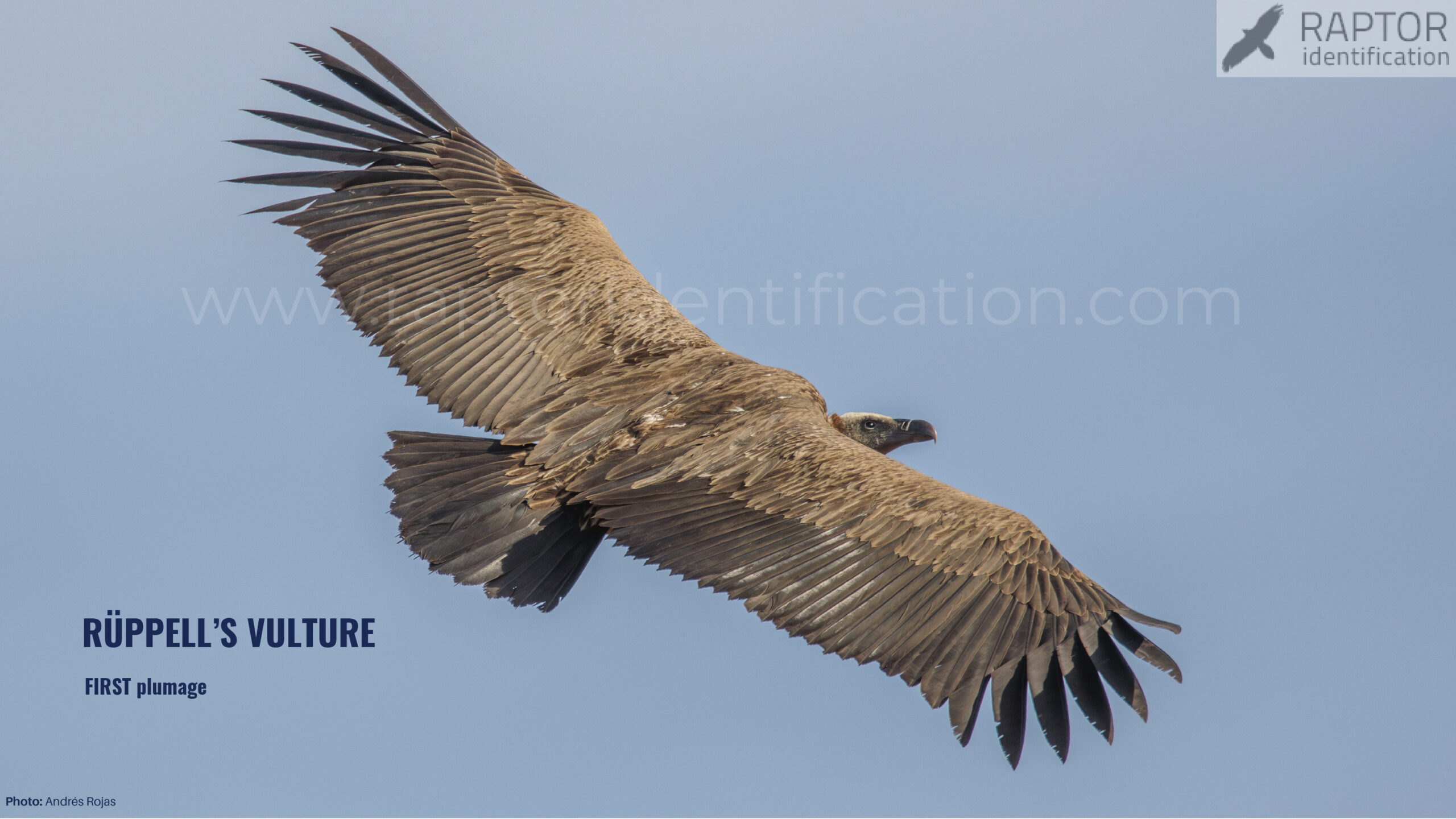 ruppell-vulture-identification