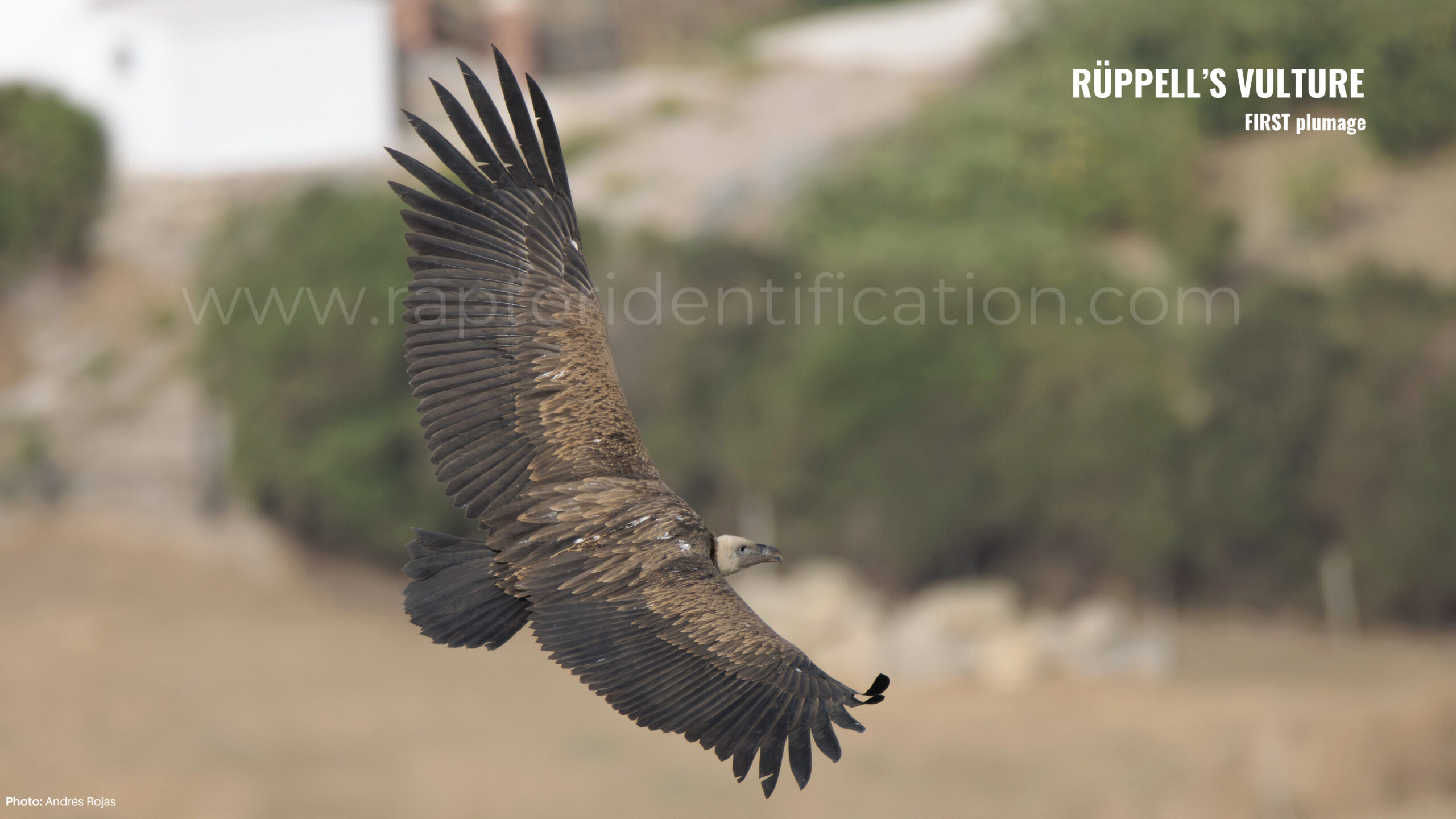 ruppell-vulture-identification